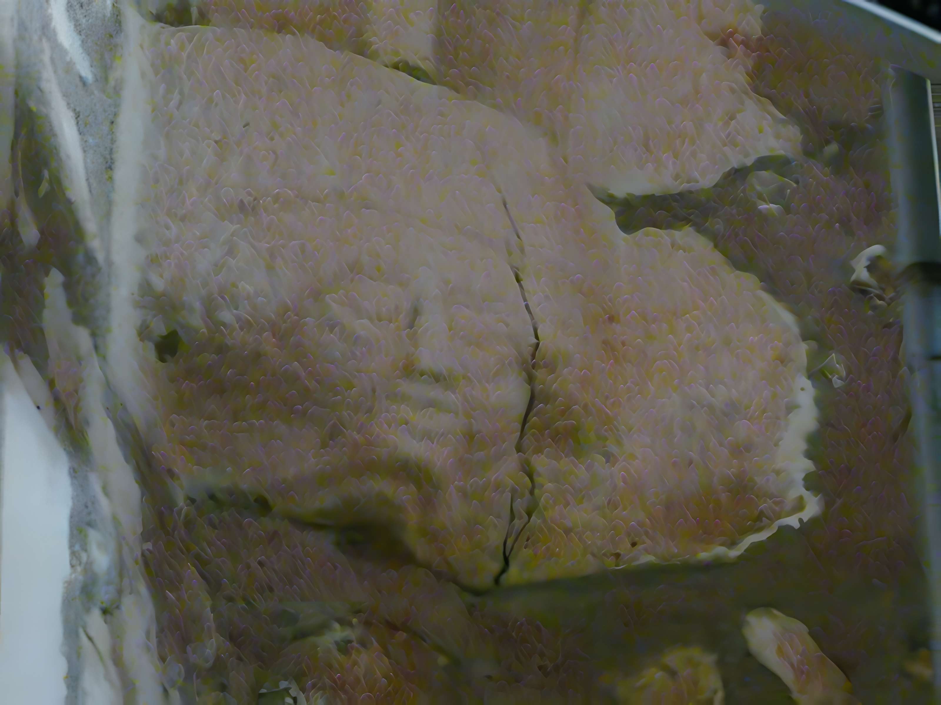 Église Saint-Cyr de Saint-Geyrac