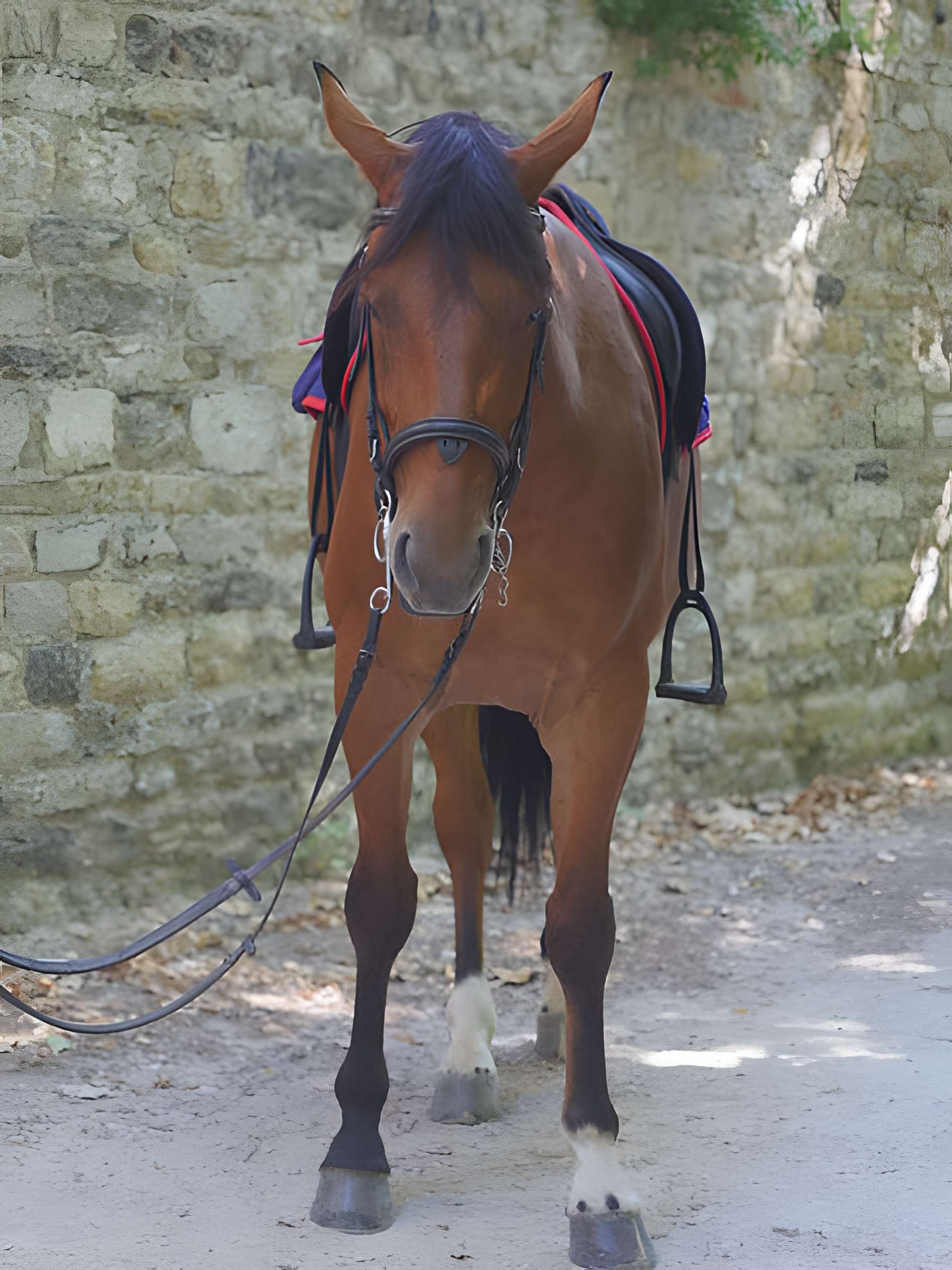 Abbaye de Saint-Pons