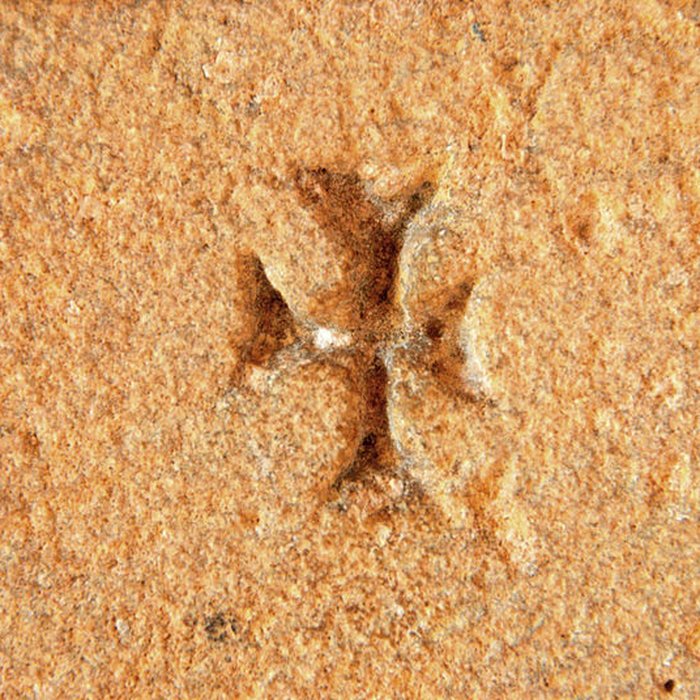 Photo de Prieuré ou Abbaye de Trizay en Charente-Maritime