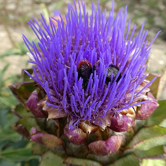 Photo de Abbaye Notre-Dame de Fontmorigny