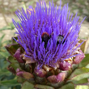 abbaye notre dame de fontmorigny