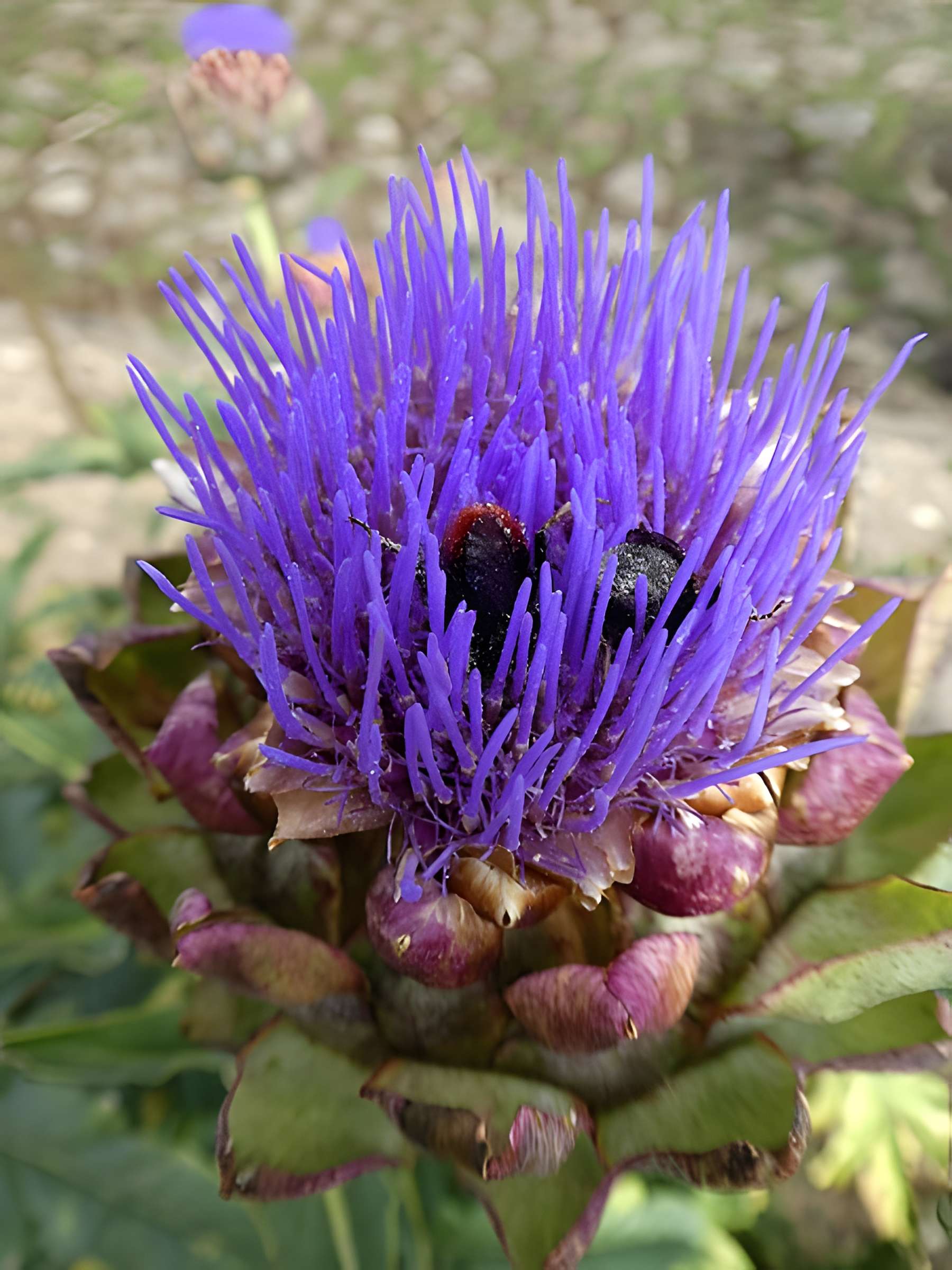 Abbaye Notre-Dame de Fontmorigny