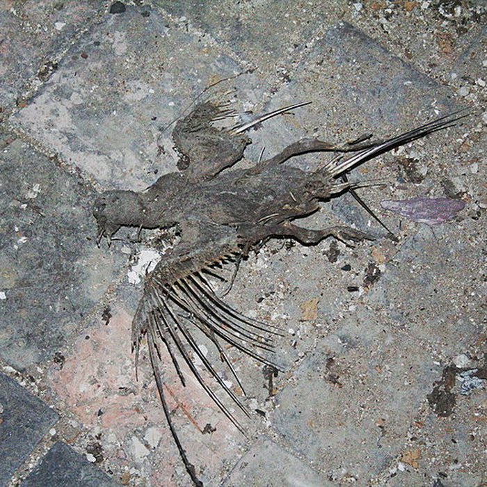 Photo de Église Saint-Germain de Rennes