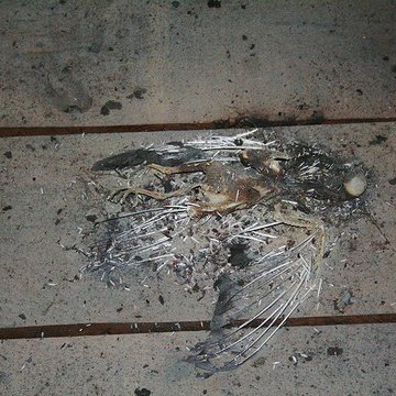 Église Saint-Germain de Rennes