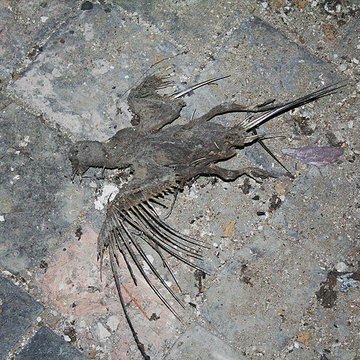 Église Saint-Germain de Rennes