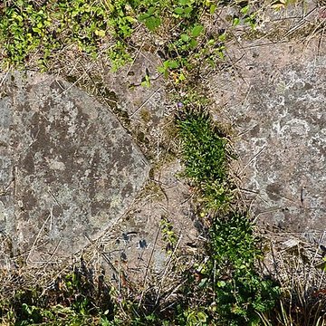 Abbaye Sainte-Marie de Niedermunster