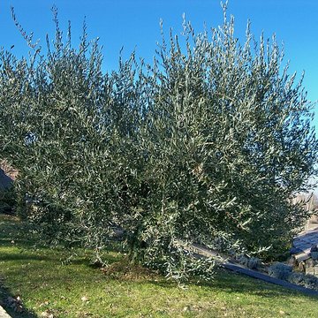 Abbaye Saint-Eusèbe de Saignon