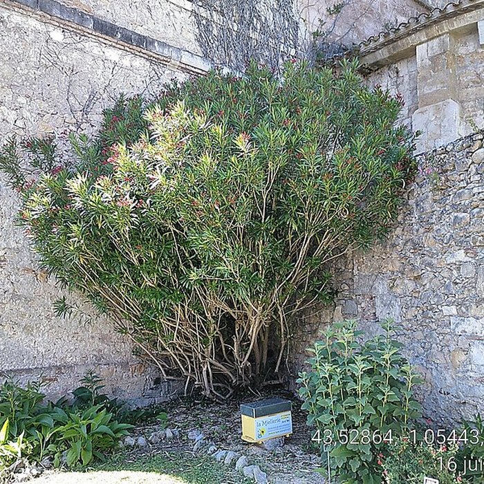 Photo de Abbaye Saint-Jean de Sorde