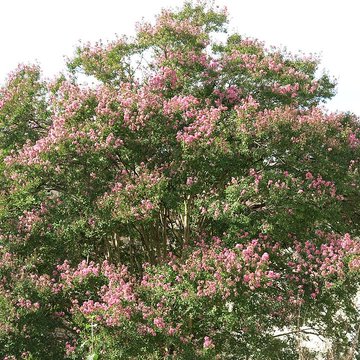 Abbaye Saint-Jean de Sorde