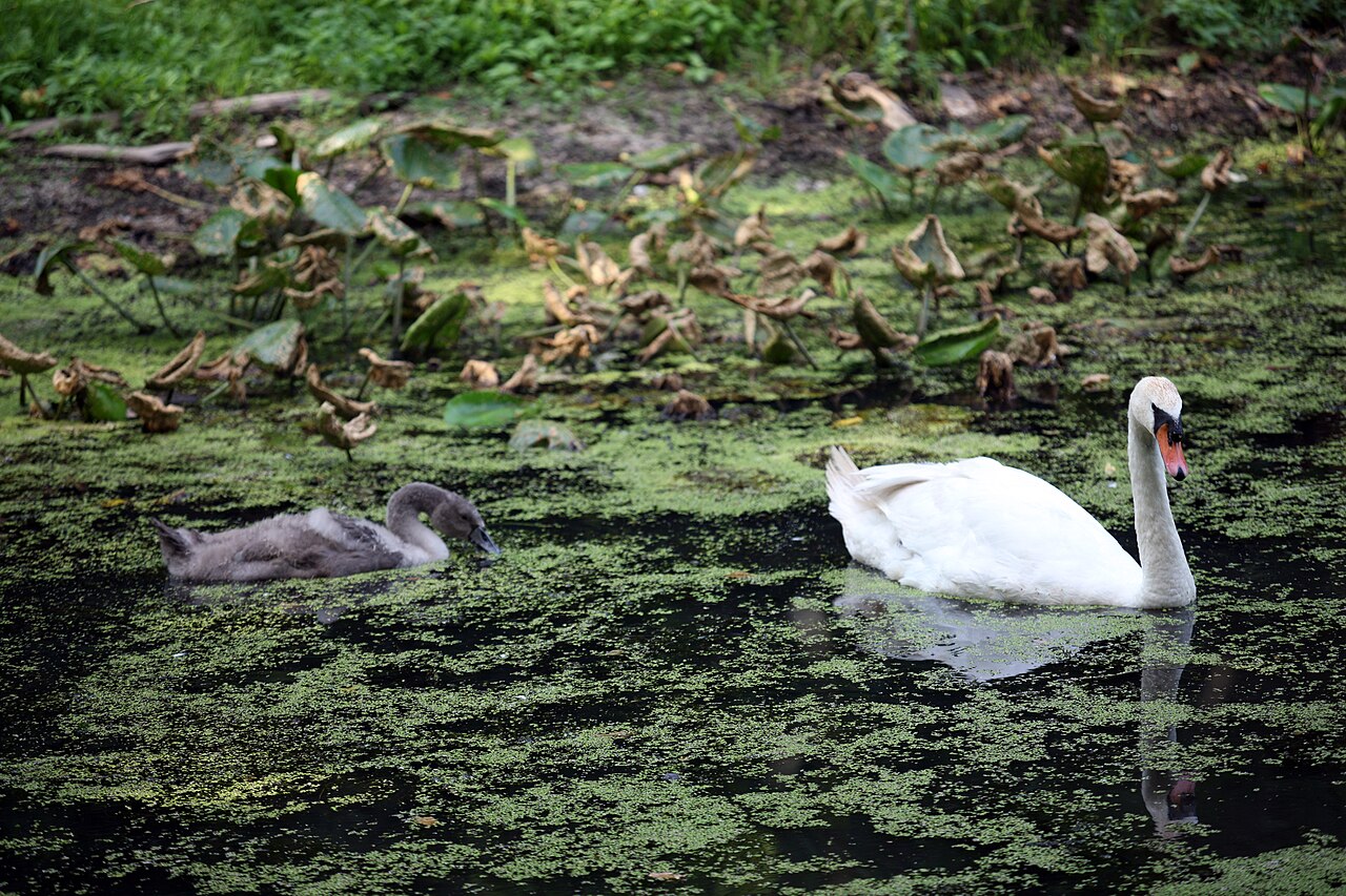 Église Saint-Lambert de Liessies