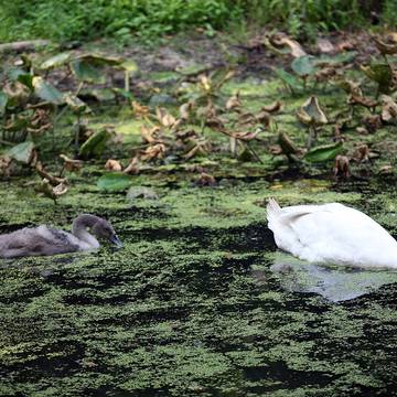 Église Saint-Lambert de Liessies