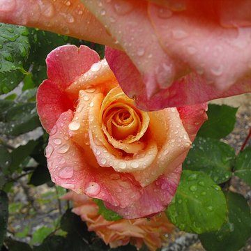 Abbaye Saint-Thierry