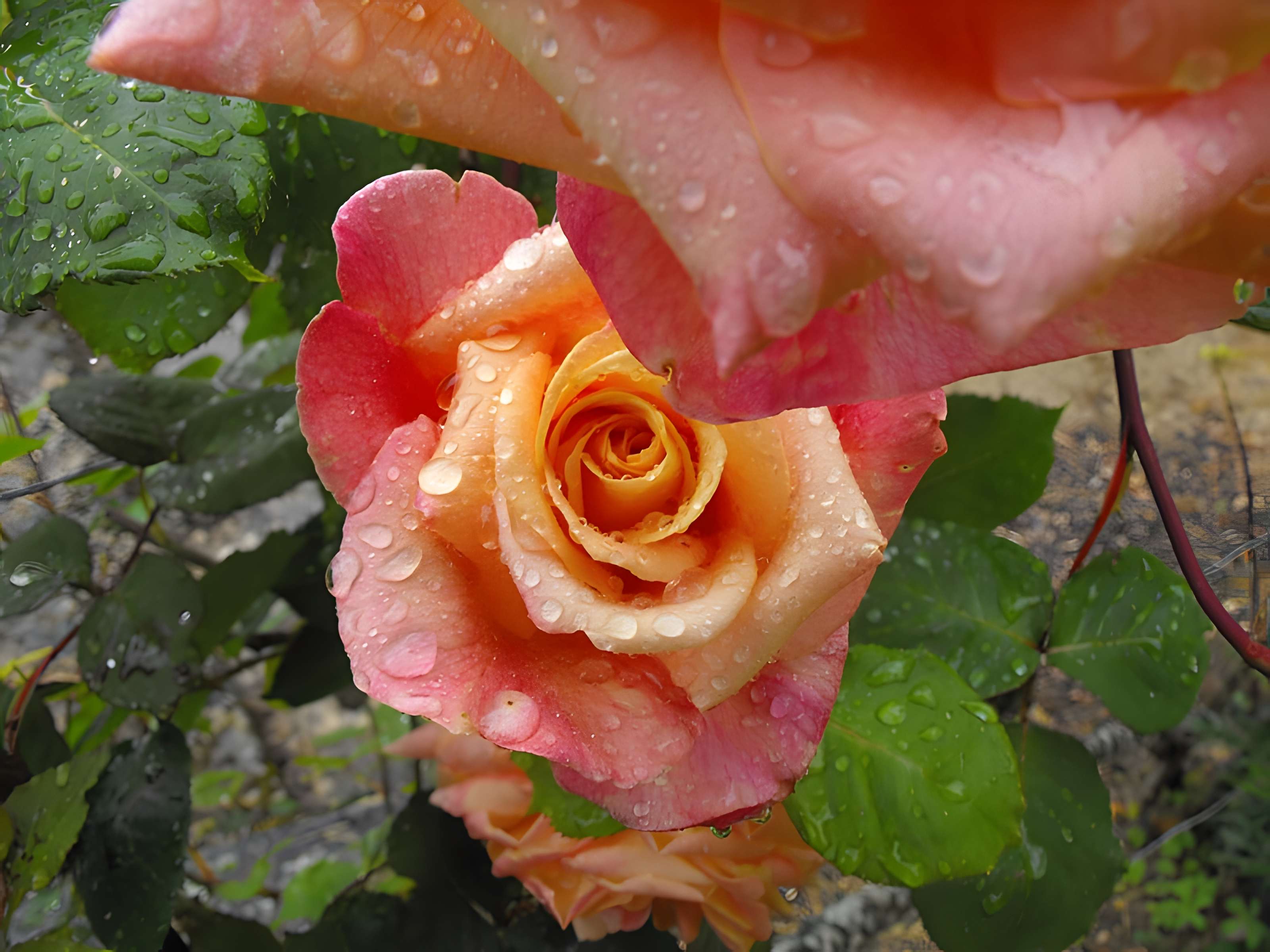 Abbaye Saint-Thierry