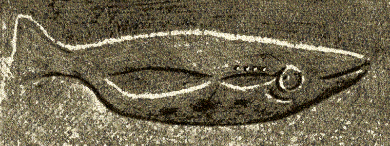 Photo de Abri du Poisson aux Eyzies-de-Tayac-Sireuil