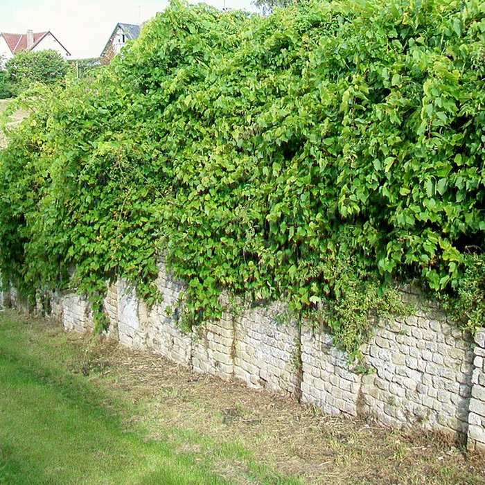 Photo de Arènes de Senlis