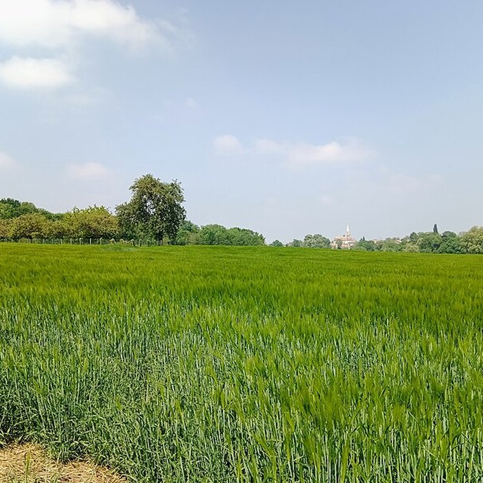 Photo de Église Saint-Martin de Moisenay