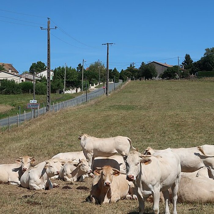 Photo de Église Saint-Médard de Saint-Méard-de-Gurçon