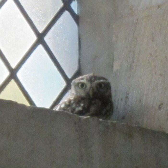 Photo de Église Saint-Nicolas de Maillezais