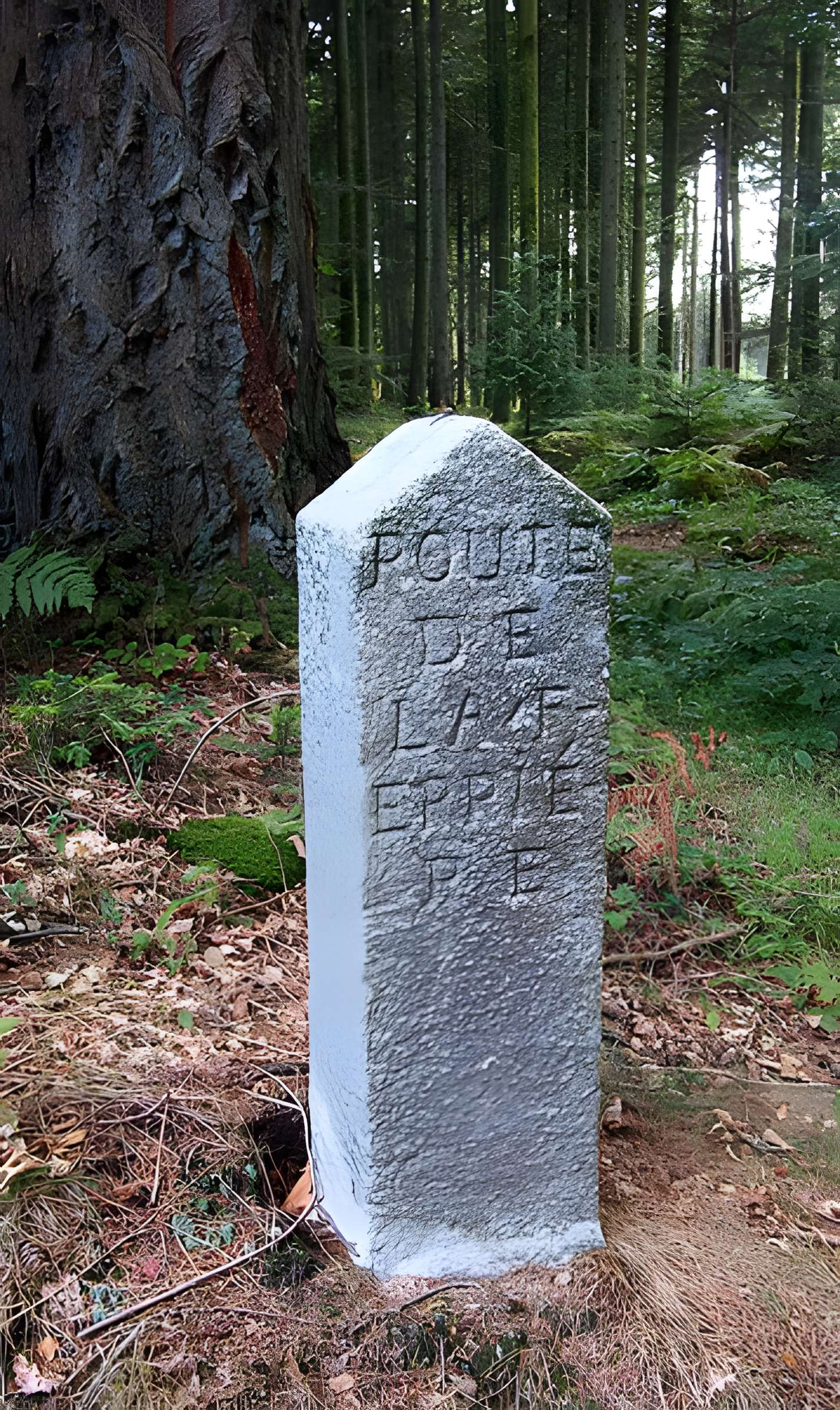 80 bornes de la forêt d'Ecouves (également sur communes de Le Bouillon, La Chapelle-près-Sées, Fontenai-les-Louvets, La Lande-de-Goult, Radon, Rouperroux, Saint-Didier-sous-Ecouves, Saint-Gervais-du-Perron, Saint-Nicolas-des-Bois, Tanville et Vingt-Hanaps