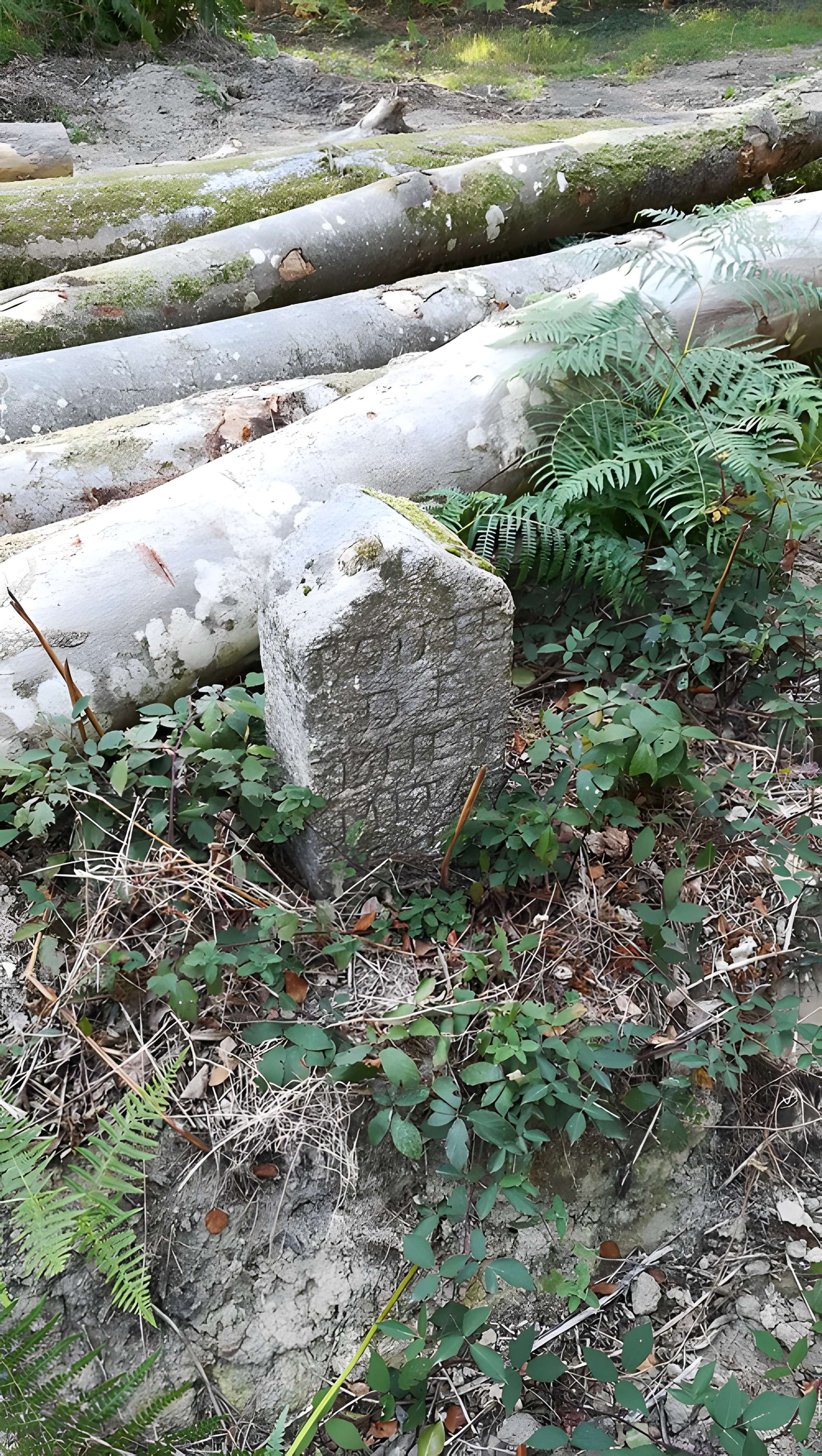 80 bornes de la forêt d'Ecouves (également sur communes de Le Bouillon, La Chapelle-près-Sées, Fontenai-les-Louvets, La Lande-de-Goult, Radon, Rouperroux, Saint-Didier-sous-Ecouves, Saint-Gervais-du-Perron, Saint-Nicolas-des-Bois, Tanville et Vingt-Hanaps