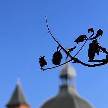 Église Saint-Pierre des Chartreux de Toulouse 