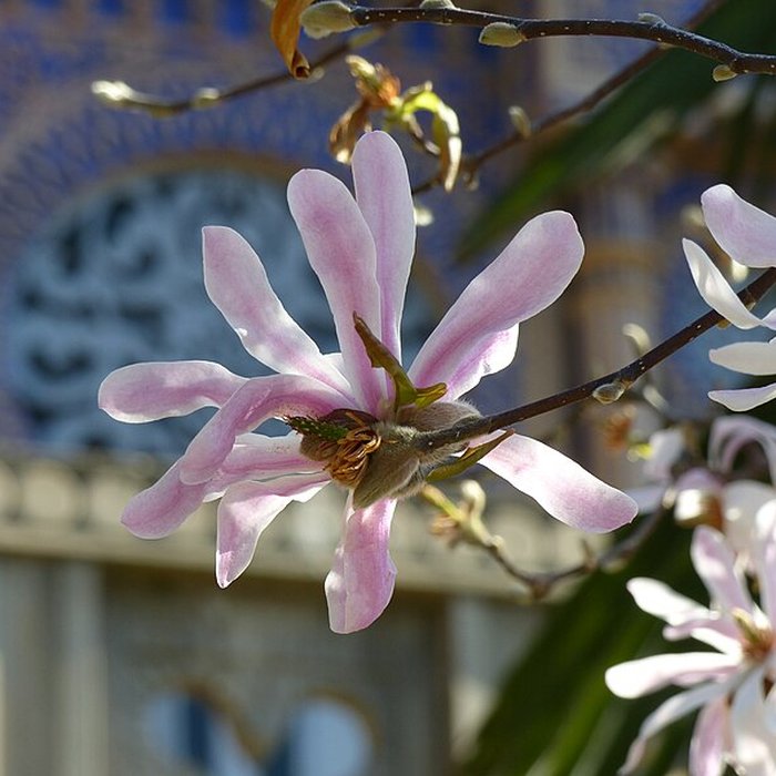 Photo de Casamaures de Saint-Martin-le-Vinoux