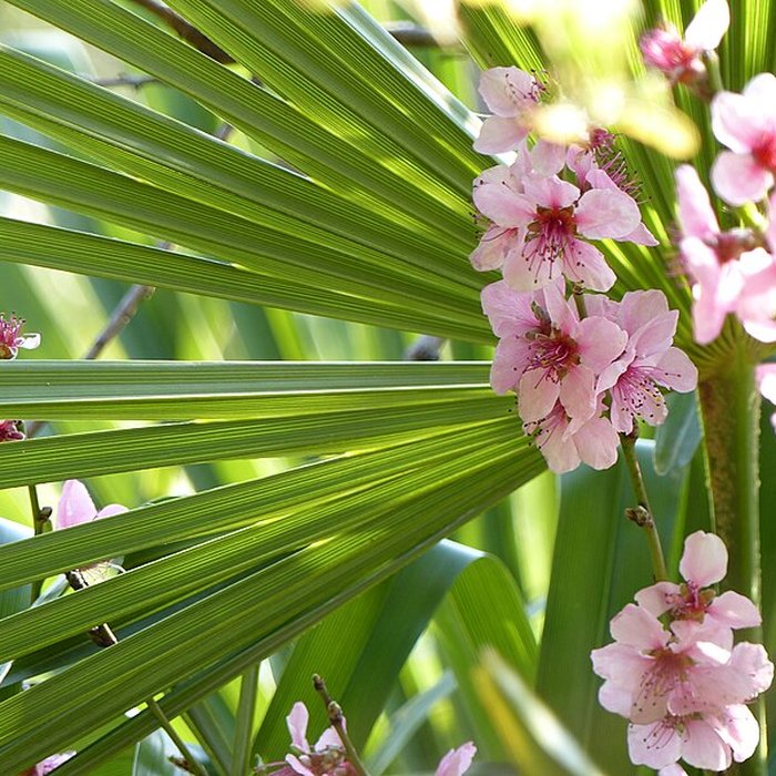 Photo de Casamaures de Saint-Martin-le-Vinoux