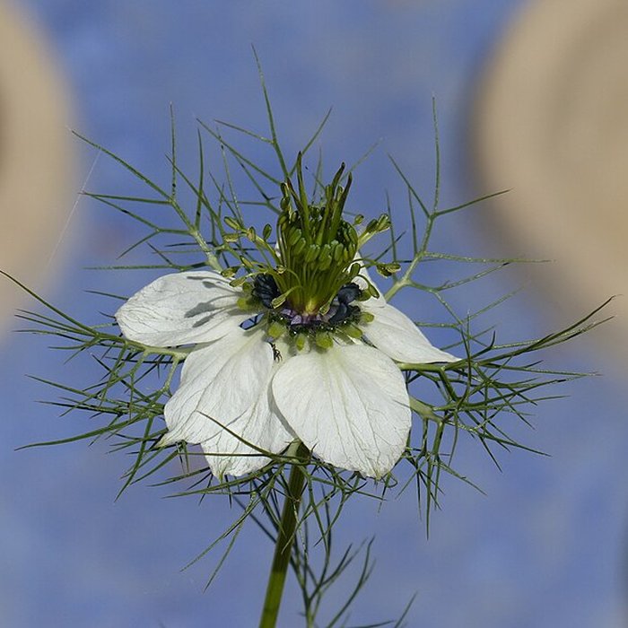 Photo de Casamaures de Saint-Martin-le-Vinoux
