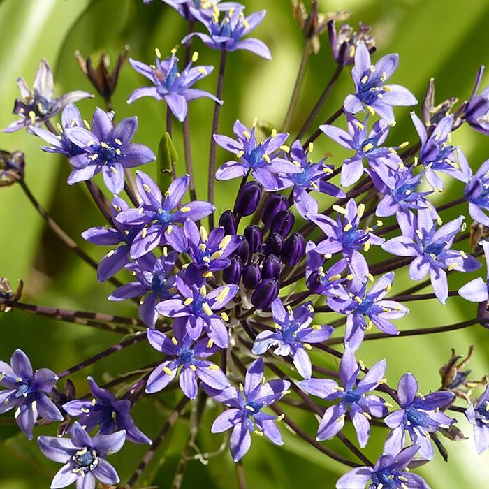 Photo de Casamaures de Saint-Martin-le-Vinoux
