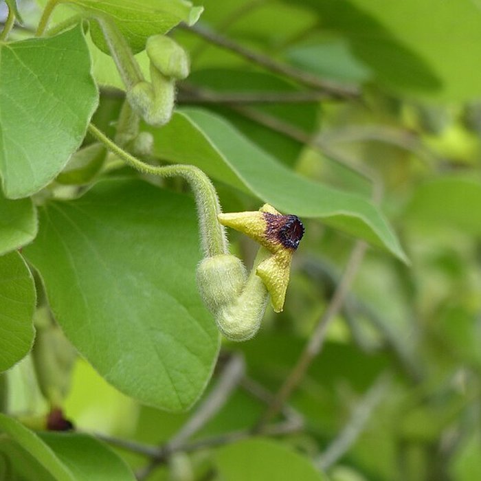 Photo de Casamaures de Saint-Martin-le-Vinoux
