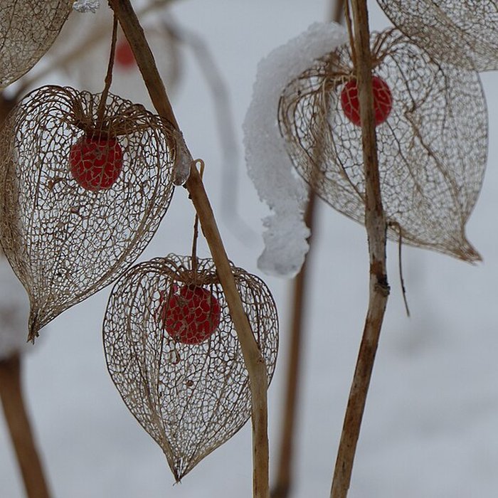 Photo de Casamaures de Saint-Martin-le-Vinoux