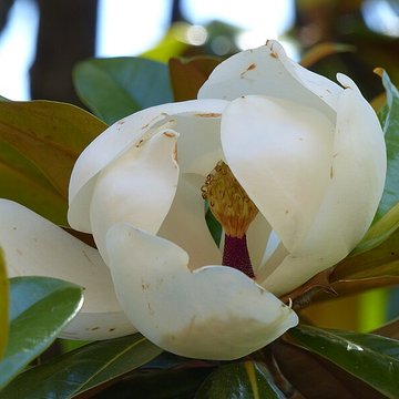 Casamaures de Saint-Martin-le-Vinoux