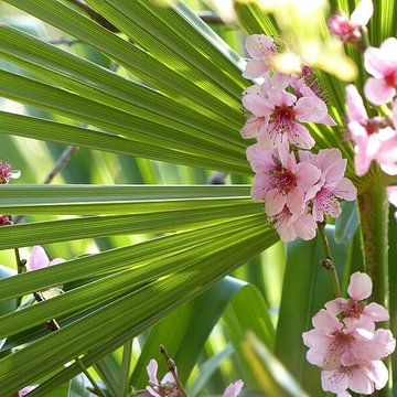 Casamaures de Saint-Martin-le-Vinoux