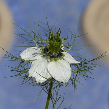 Casamaures de Saint-Martin-le-Vinoux