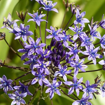 Casamaures de Saint-Martin-le-Vinoux