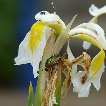 Casamaures de Saint-Martin-le-Vinoux