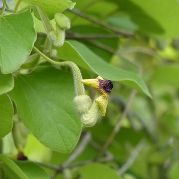 Casamaures de Saint-Martin-le-Vinoux