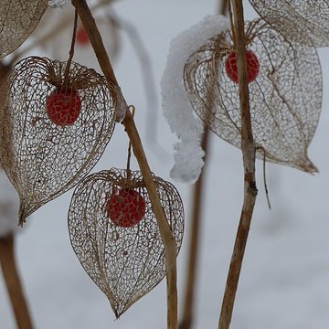 Casamaures de Saint-Martin-le-Vinoux