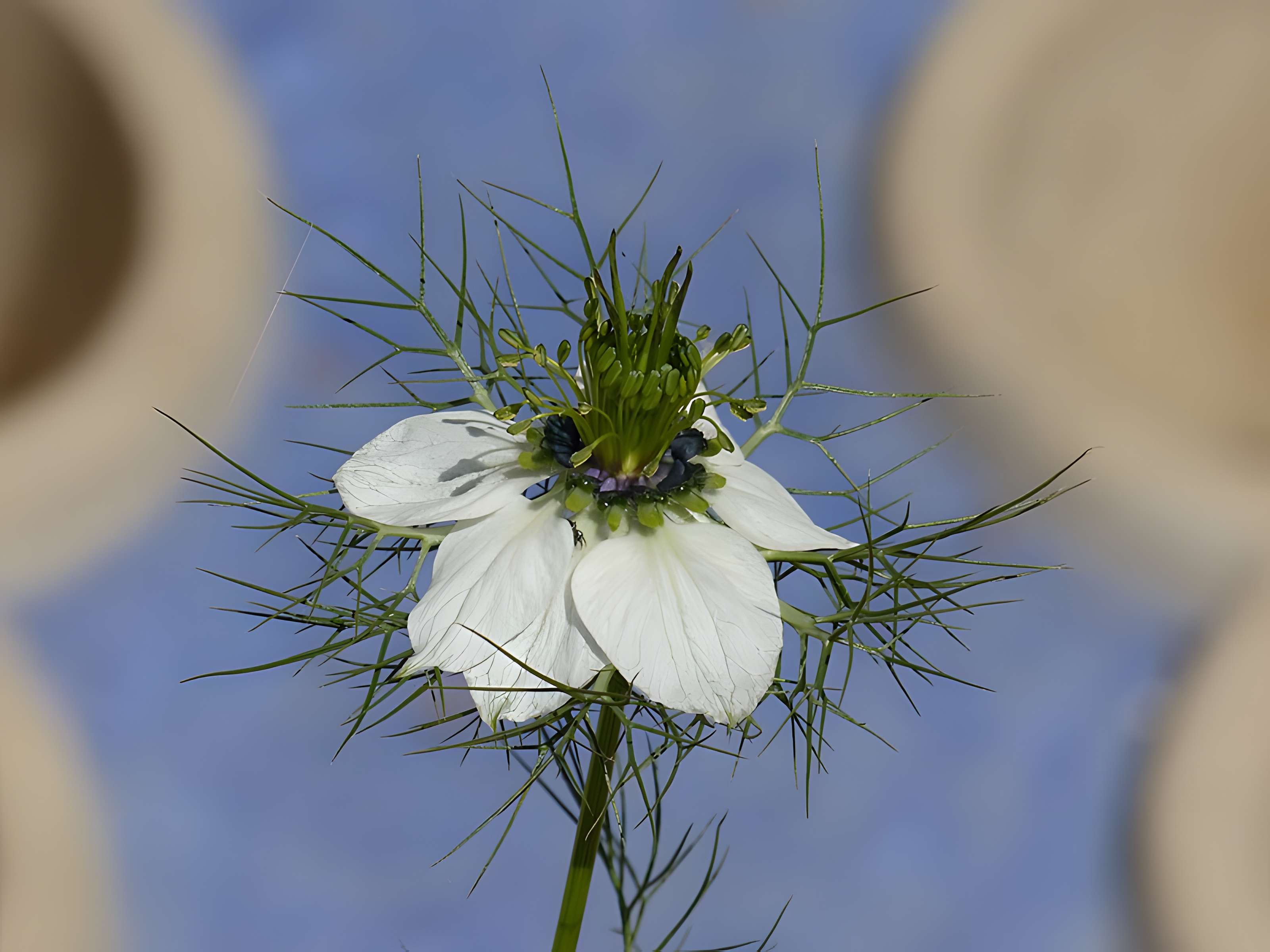 Casamaures de Saint-Martin-le-Vinoux