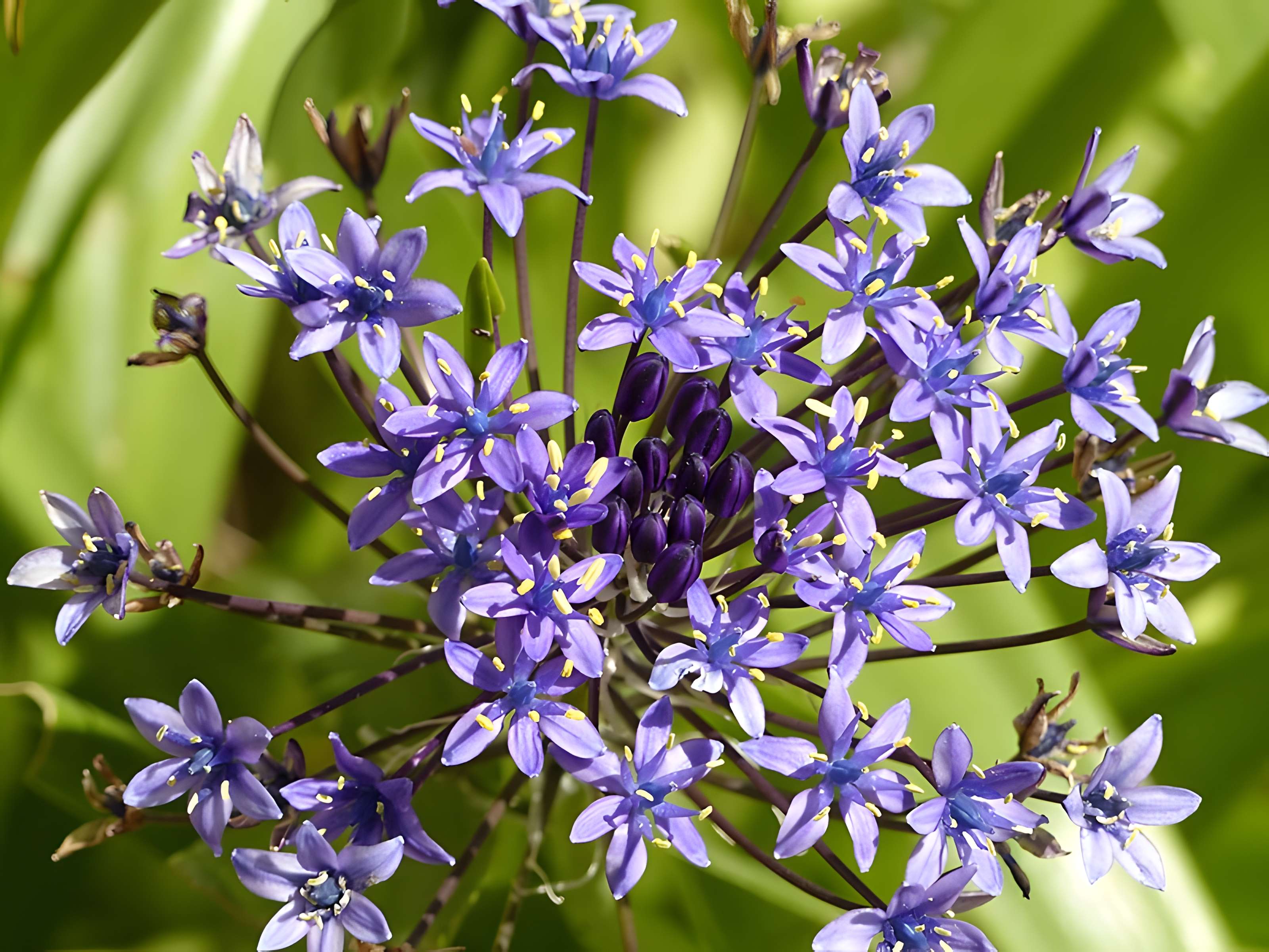 Casamaures de Saint-Martin-le-Vinoux