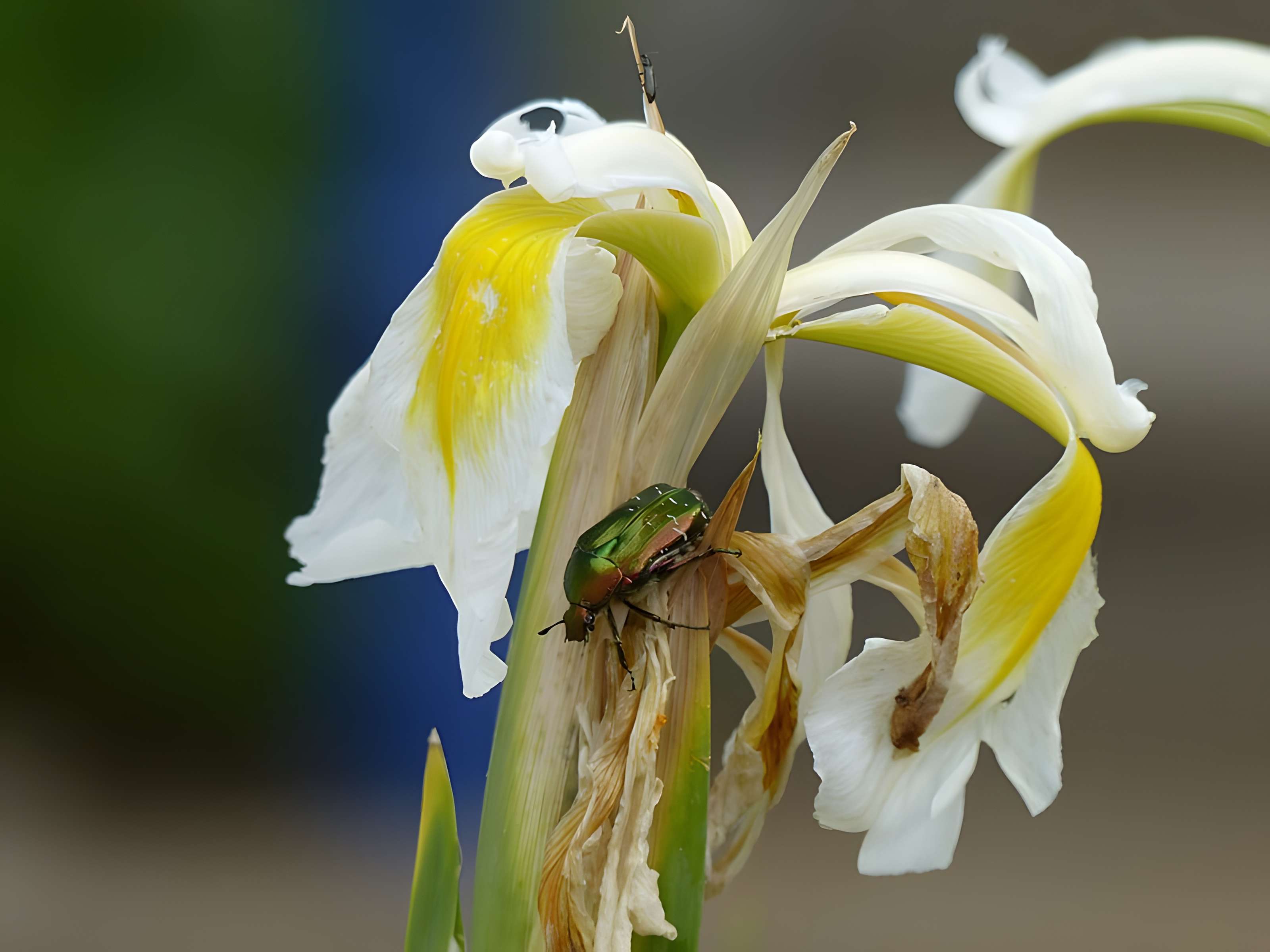 Casamaures de Saint-Martin-le-Vinoux