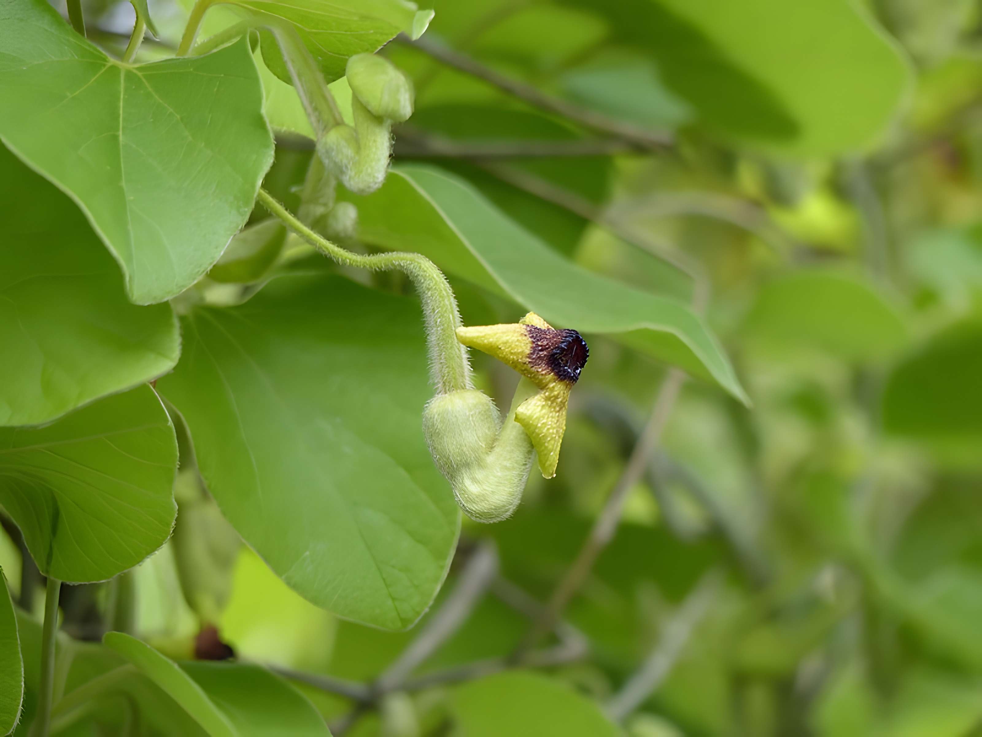 Casamaures de Saint-Martin-le-Vinoux
