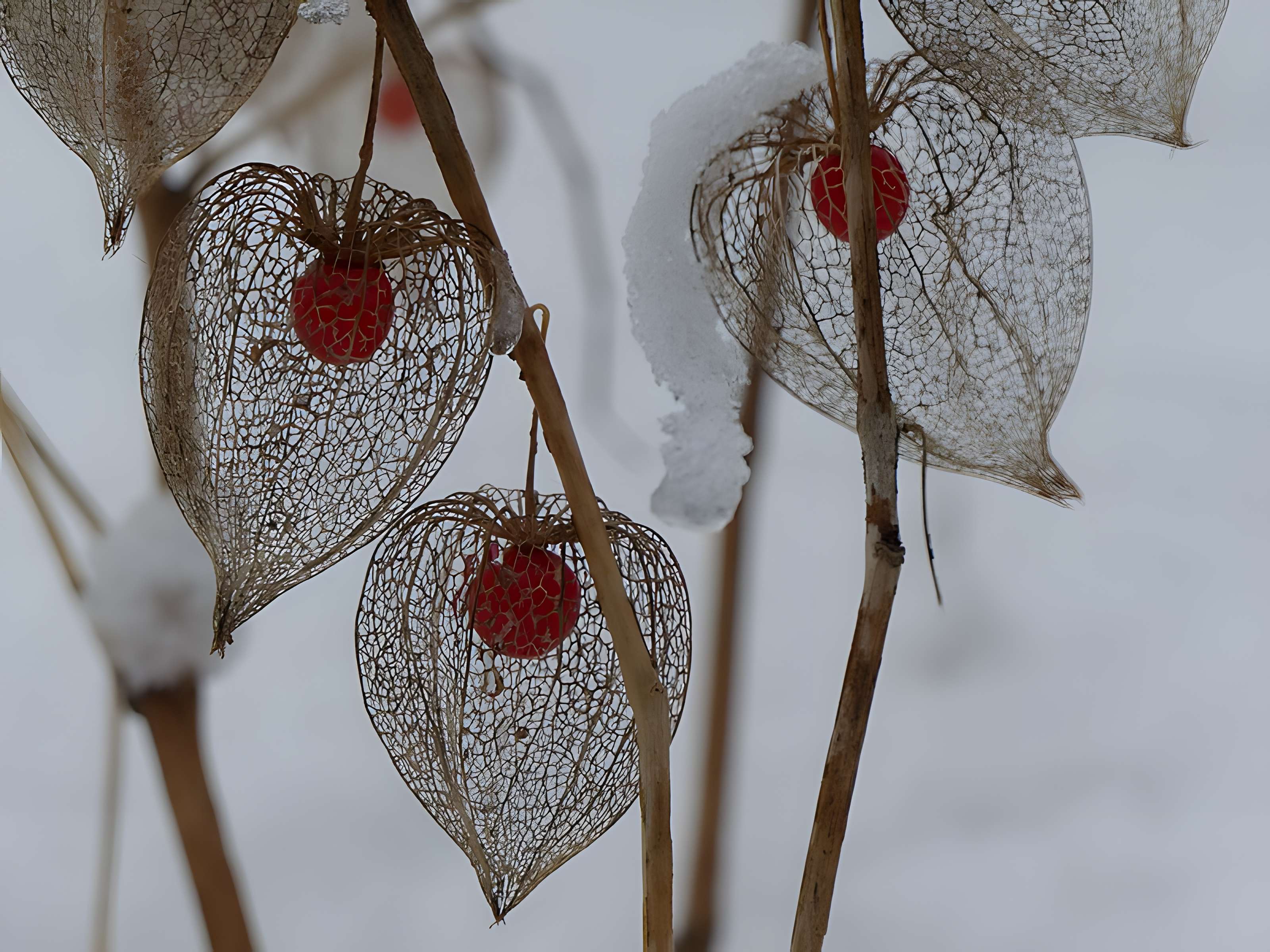 Casamaures de Saint-Martin-le-Vinoux