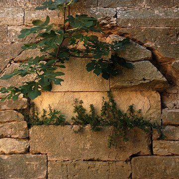 Église Saint-Saturnin de Calvisson