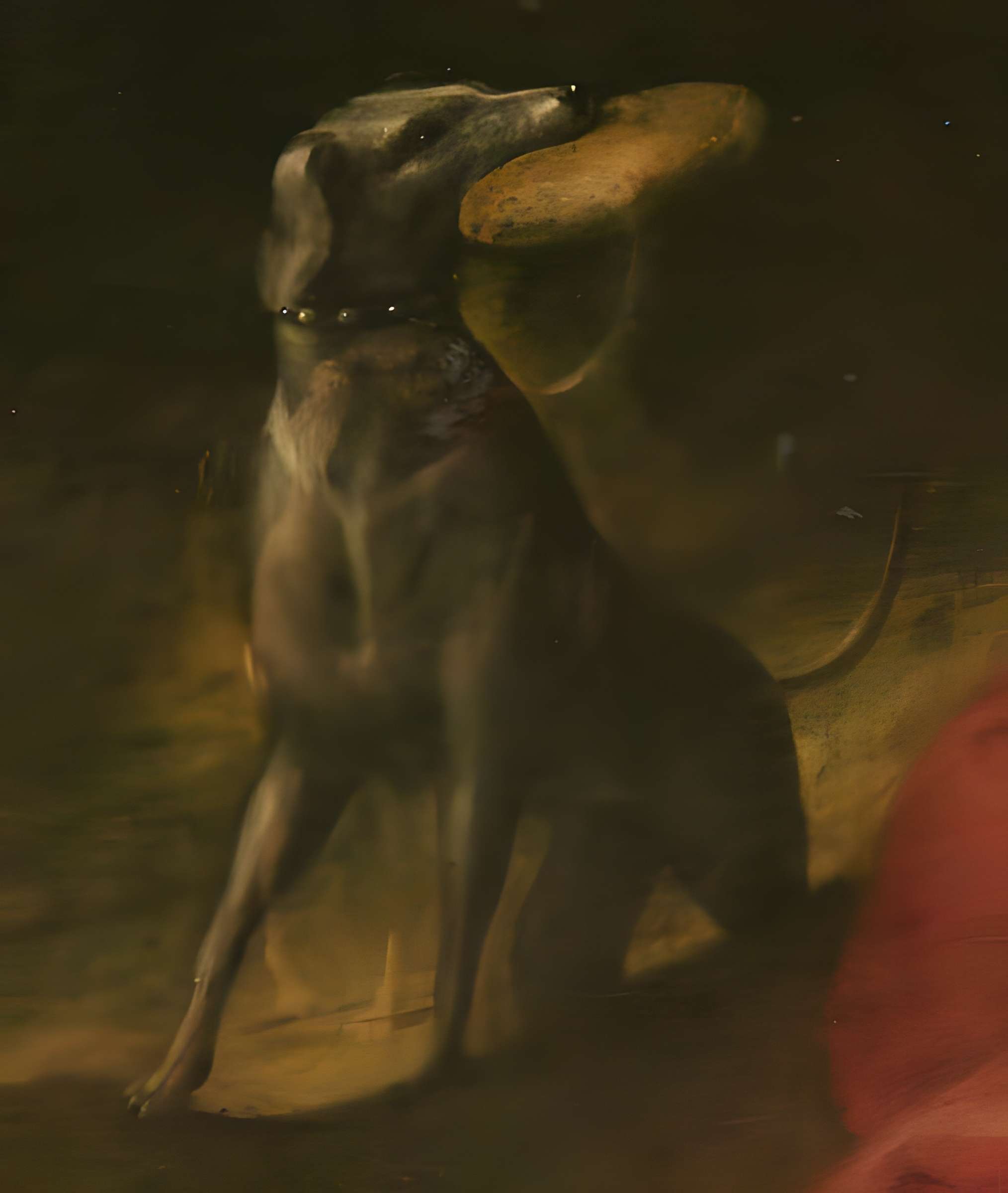 Église Saint-Symphorien de Versailles