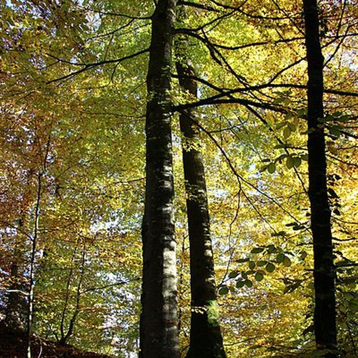 Photo de Ermitage de Saint-Rouin