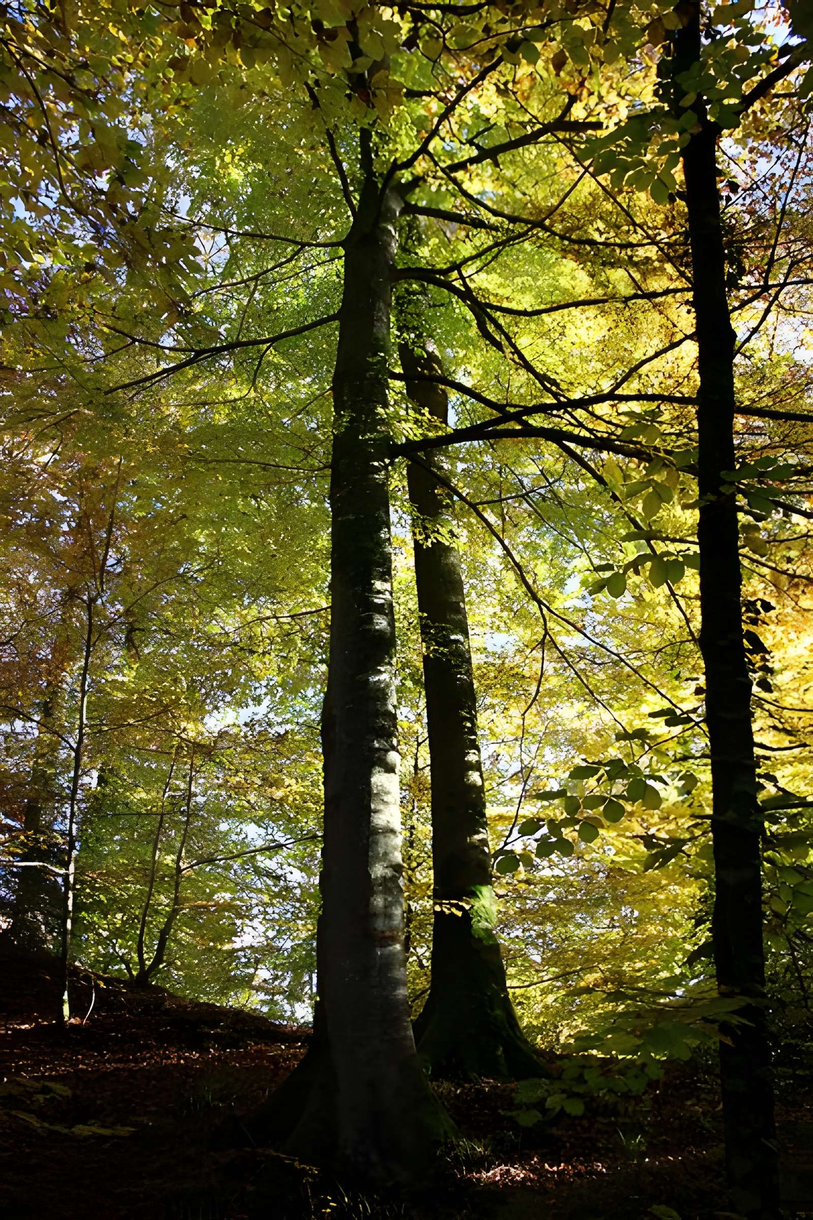 Ermitage de Saint-Rouin