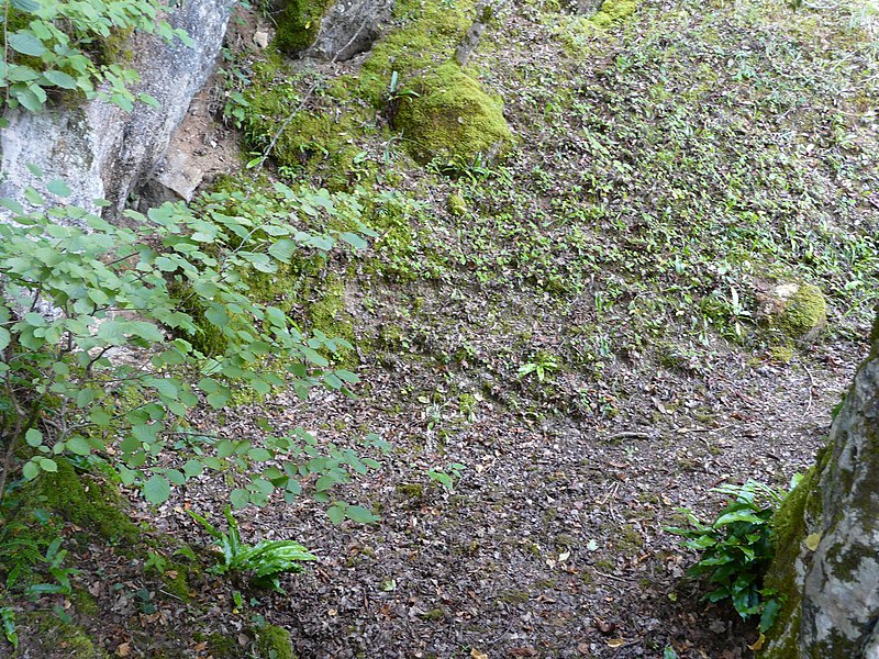 Gisement préhistorique du Ruth à Tursac