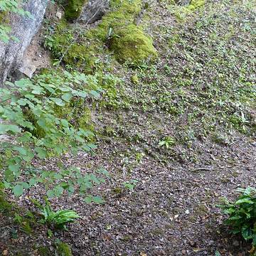 Gisement préhistorique du Ruth à Tursac