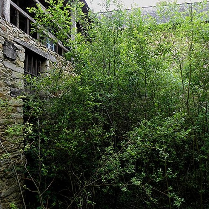 Photo de Grenier à sel de Craon